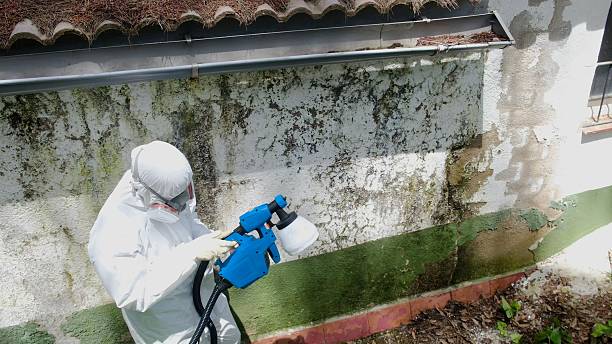 Top rated local Attic Mold Remediation specialists in DeLand, FL